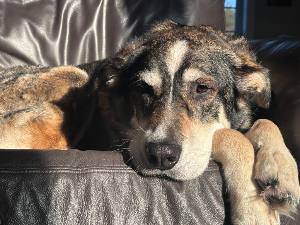 A large dog of varying colours laying on a black leather couch with the sun beaming down.