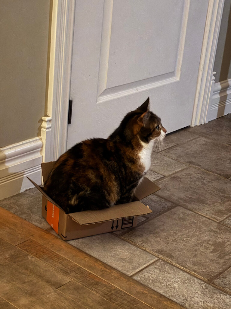A calico cat of varying colours sitting in a very small box and barely fitting.